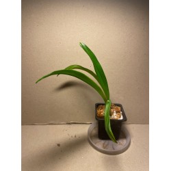 Dracula pubescens
