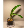 Dracula pubescens
