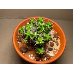 Euphorbia mitriformis