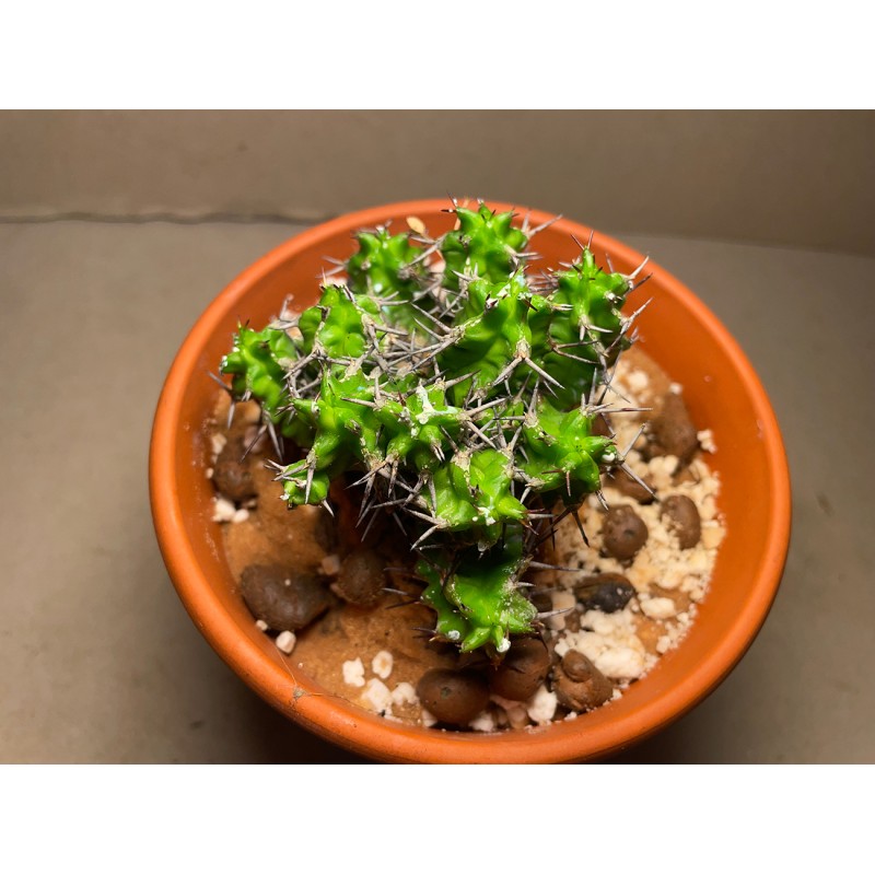 Euphorbia mitriformis