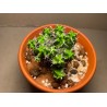 Euphorbia mitriformis