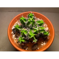 Euphorbia mitriformis