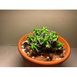 Euphorbia mitriformis
