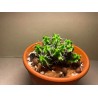 Euphorbia mitriformis