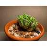 Euphorbia mitriformis