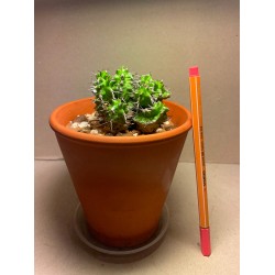 Euphorbia mitriformis