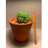Euphorbia mitriformis