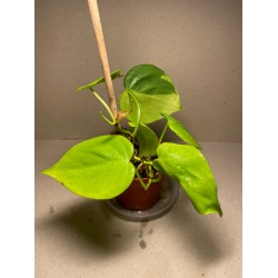 Taimepood. Filodendronid. Philodendron micans lime.