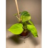 Taimepood. Filodendronid. Philodendron micans lime.