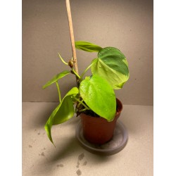 Taimepood. Filodendronid. Philodendron micans lime.