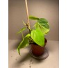 Taimepood. Filodendronid. Philodendron micans lime.
