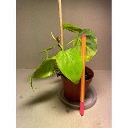 Taimepood. Filodendronid. Philodendron micans lime.