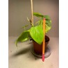 Taimepood. Filodendronid. Philodendron micans lime.