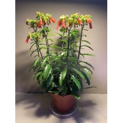 Kalanchoe x richaudii