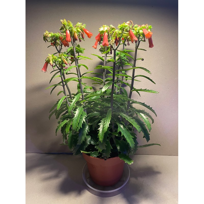 Kalanchoe x richaudii