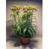 Kalanchoe x richaudii