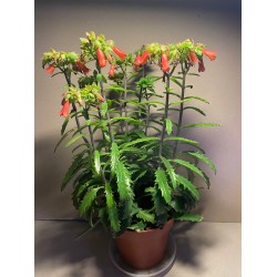 Kalanchoe x richaudii