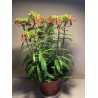 Kalanchoe x richaudii