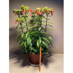 Kalanchoe x richaudii