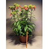 Kalanchoe x richaudii