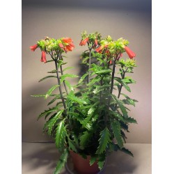 Kalanchoe x richaudii