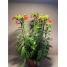 Kalanchoe x richaudii