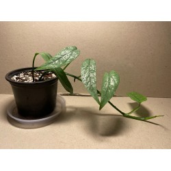 Epipremnum pinnatum 'Cebu Blue'