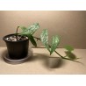 Epipremnum pinnatum 'Cebu Blue'