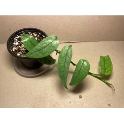 Epipremnum pinnatum 'Cebu Blue'