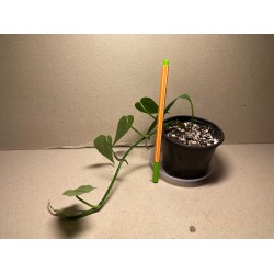 Epipremnum pinnatum 'Cebu Blue'