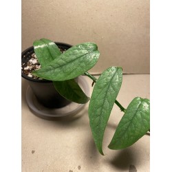 Epipremnum pinnatum 'Cebu Blue'