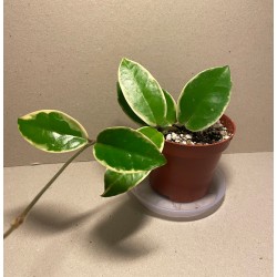 Hoya acuta albomarginata