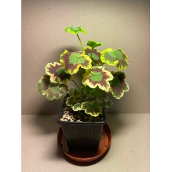 Pelargonium zonale 'Mrs....